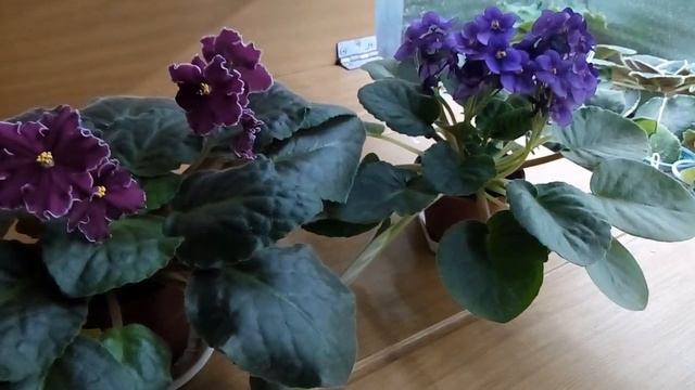 Фиалки летом. Варварство над фиалками...((( но это вынужденная процедура над фиалками летом. смотреть онлайн