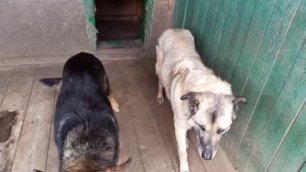 Пожилые собаки в приютах: волшебная "пилюля" для долголетия