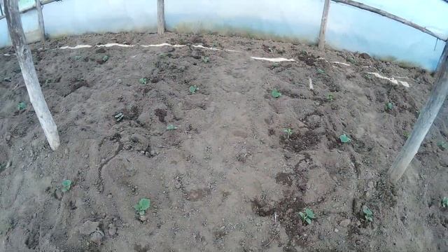 Мой СЕЛЬСКИЙ способ Посадки Огурцов!СОРТ АРТИСТ! смотреть онлайн