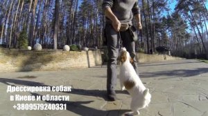 155. Как правильно играть с собакой. Как разыграть собаку?