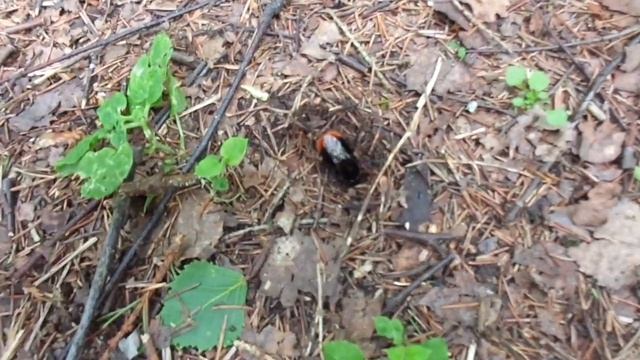 ЧТО ОН ДЕЛАЕТ? Удивительные шмели. Смотрим внимательно! смотреть онлайн