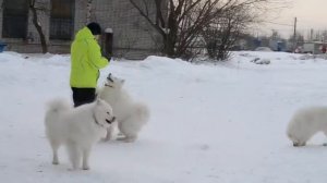 самоеды Елены Шматченковой, Н.Новгород