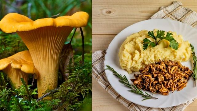 2 июня / Почему грибы лисичками назвали? смотреть онлайн