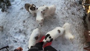 ЩЕНКИ АЛАБАЯ В ОЖИДАНИИ ОБЕДА!