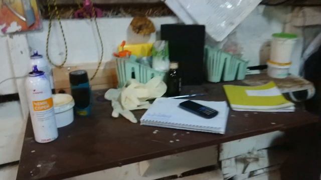 ГЕРЕФОРДСКАЯ ЖИЗНЬ ПРОДОЛЖАЕТСЯ... Отелы проходят по плану. Ооо Дик Калужская обл. #дикфарм #dikfar