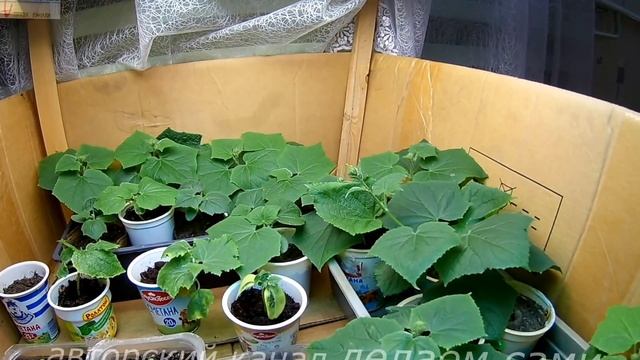 Огурцы.Выращивания рассады огурцов в домашних условиях.Поэтапное наблюдение за ростом рассады огурц