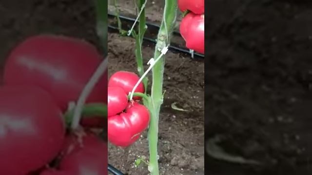 Томат Сударь F1 смотреть онлайн