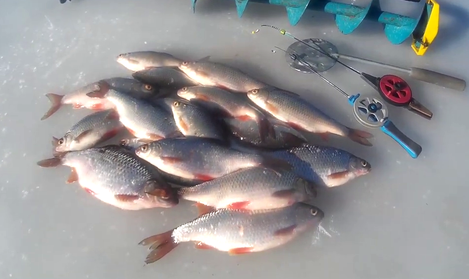 Безмотылка и золотые лунки сделали эту рыбалку в затоне реки Ахтуба.