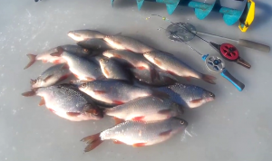 Безмотылка и золотые лунки сделали эту рыбалку в затоне реки Ахтуба.