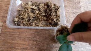 Переукоренение фиалки с помощью мха сфагнума.