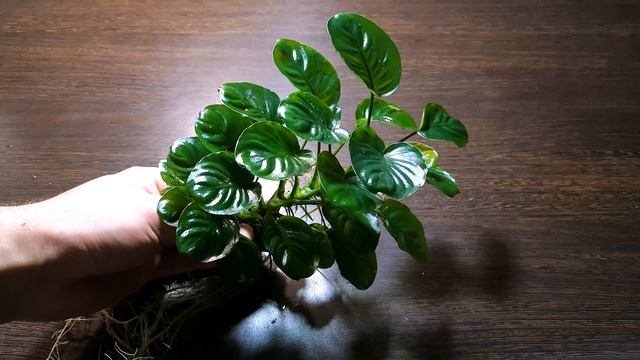 АНУБИАС НАНА МОНЕТОЛИСТНЫЙ / Anubias barteri var. nana "Coin Leaf смотреть онлайн