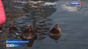 Сивучи на Камчатке. Правила наблюдения. Экология животных.