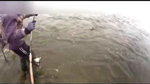 Ловля на воблер щуку и жерех FishyCat Bobcat 100SP