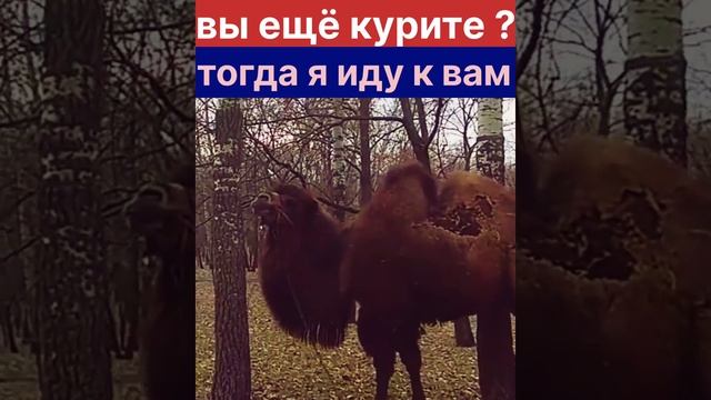 верблюд большой ему видней ? ?