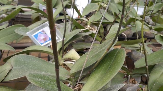 PROMO ANGGREK BULAN SIAP BERBUNGA смотреть онлайн