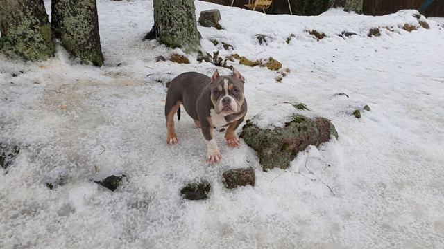 Веселые каникулы в питомнике. смотреть онлайн