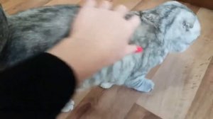 Котики 😻Красивая  Шотландская Вислоухая Кошка Хлоя просит хозяйку погладить 🐱 Kitten Cat