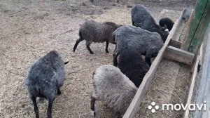 Началась весенняя пора. Пашем поле. Трактор Русич Т12.