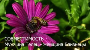 Совместимость мужчины Тельца и женщины Близнецы