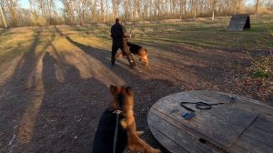 Овчарки в работе!