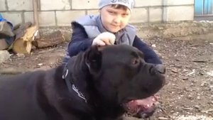Cane Corso vs Kid Злой Кане Корсо и ребенок 愤怒的小狗和孩子