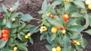 Бабье лето, декоративный сорт острого перца.