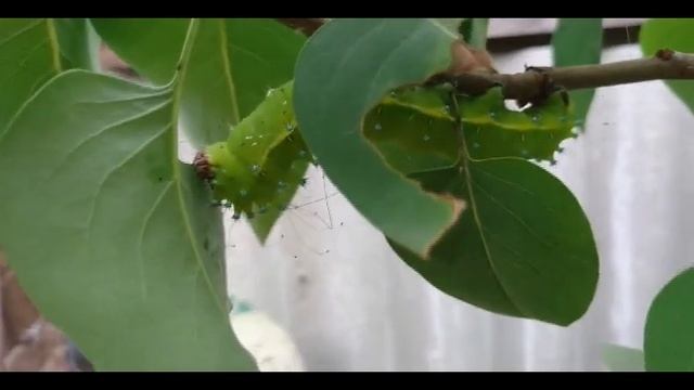 Гусеница ? шелкопряд смотреть онлайн