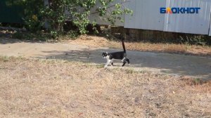 "Собаки нападают на кошек,а потом люди - это страшно",- волжанка