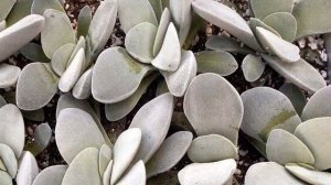 очиток или sedum  и его виды