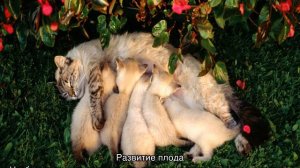 Сколько кошка вынашивает котят: примеры по времени и в первый раз