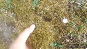 Как обустроить террариум для прыткой ящерицы?