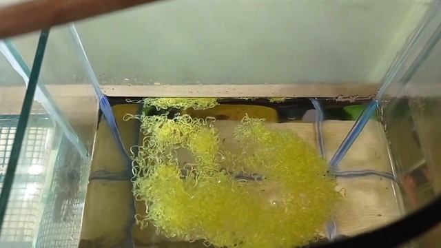 Разведение живородящих рыбок Гуппи разведение Мальки гуппи