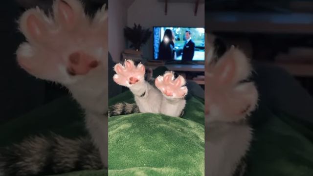 котик#доброе утро