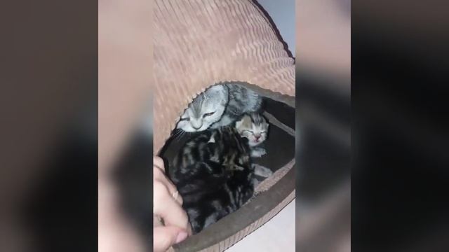 Что делать, Если котята вовремя не открыли глаза смотреть онлайн