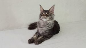 Котенок Мейн-кун