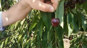 Косточковые культуры. Сорта черешни Cordia и Regina.