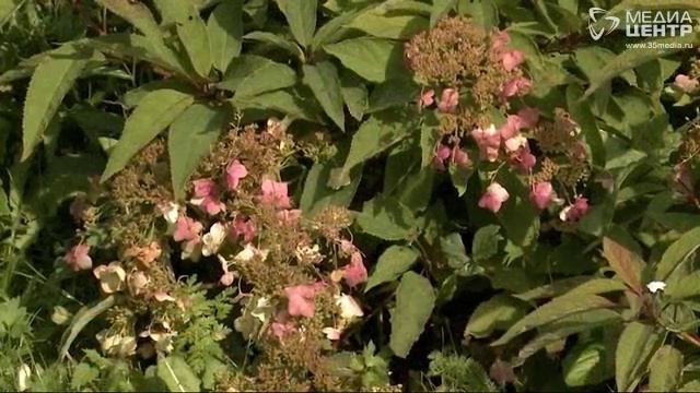 Дачные советы 24.08.17 смотреть онлайн