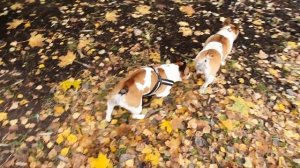 Опять подрались! Веселые игры французских бульдогов закончились дракой!