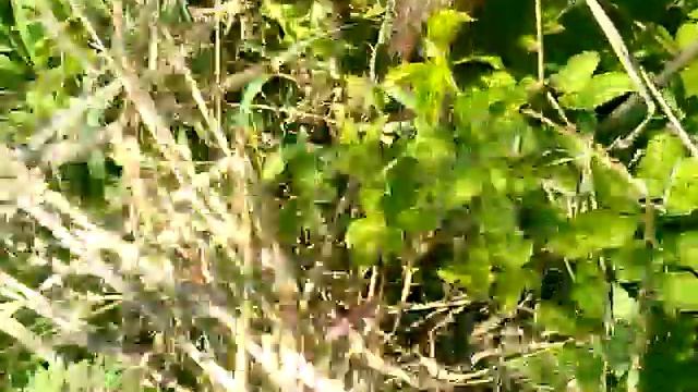 Слива весной уход обрезка смотреть онлайн