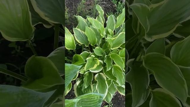 Сад хост в Бийске 2021( Hosta Garden 2021) Хосты.#хоста#хосты#хоста#сад#садоводство#сады#любимаядач