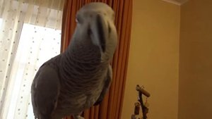 Жако.  Попугайские салочки.