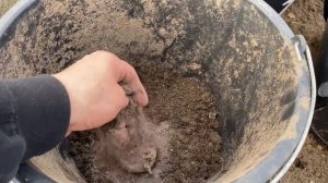 Выращивание картофеля в ведрах в Западной Сибири, 2022 г.