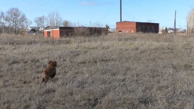 Гуляем вместе с СПАНИЕЛЕМ. Ротвейлер смотреть онлайн