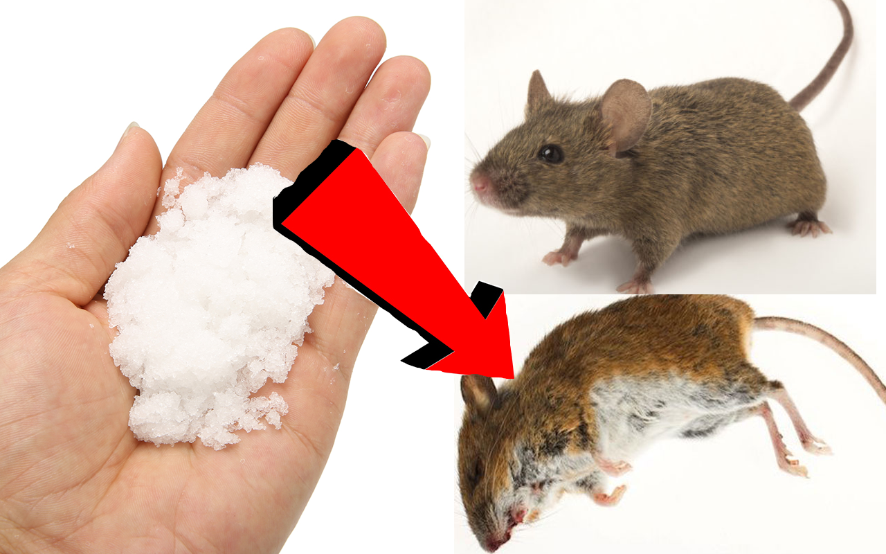 Способы избавиться от мышей