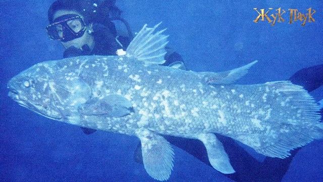 ДРЕВНИЕ ЖИВОТНЫЕ, Дожившие До НАШИХ ДНЕЙ! смотреть онлайн