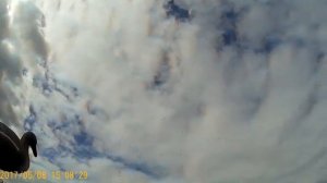 охота на гуся 2017 в Архангельской области