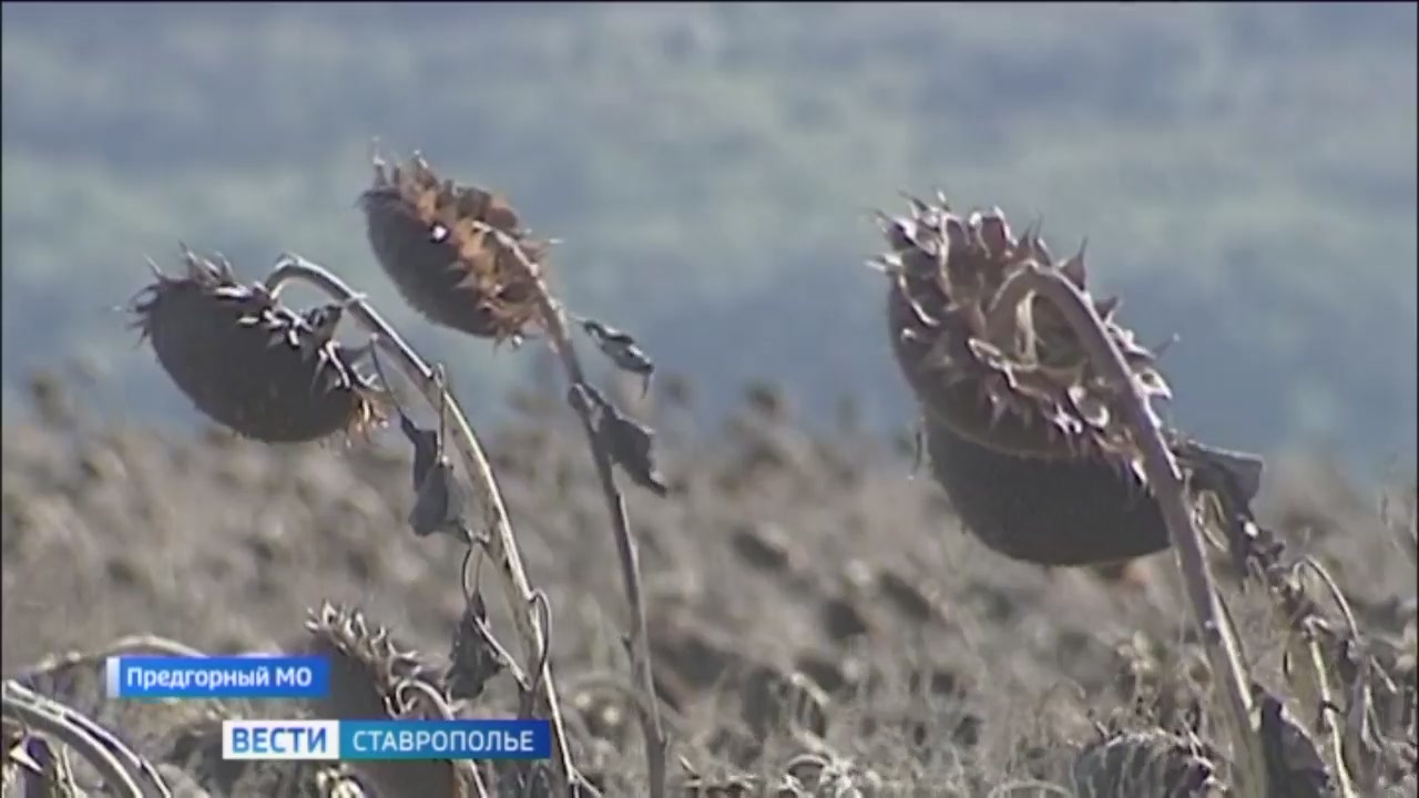 Из ставропольских семечек делают масло и сладости