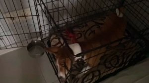 Когда очень хочется пойти погулять | щенок басенджи Смарт