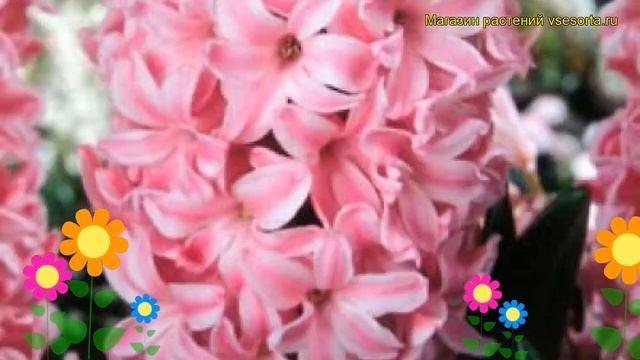 Гиацинт Фондант. Краткий обзор, описание характеристик, где купить луковицы Fondant смотреть онлайн