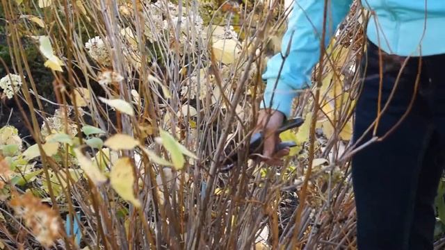 ГОРТЕНЗИЯ древовидная | ПОДГОТОВКА К ЗИМЕ | ПРАВИЛЬНАЯ ОБРЕЗКА смотреть онлайн